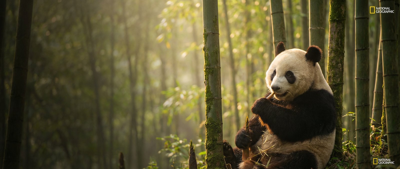 人兽动物写真与视频社区